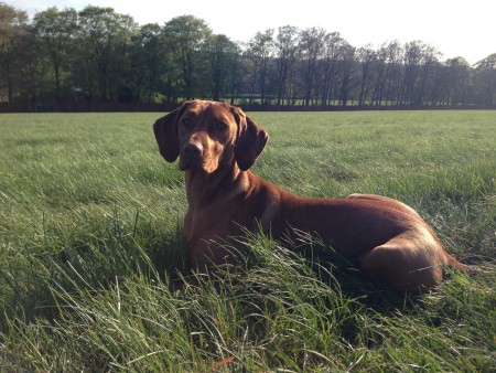 Hetyke (one year old)