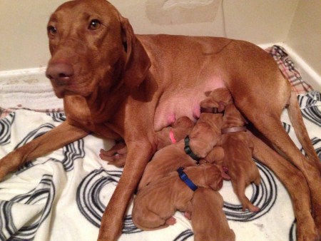 Hetyke and her first litter